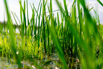 Obraz premium Green sedge grows