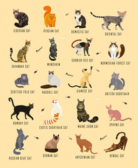 Cat breeds poster in English.Cats of the World. Cat Breeds Collection. Vector Illustration.