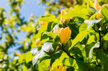 Blown beautiful magnolia flower on a tree with green leaves. Blossoming yellow magnolia flower in the garden, Yellow Bird or Yellow lily tree of the family Magnoliaceae.