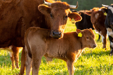 A herd of cows and a calf on a farm meadow during a summer day.