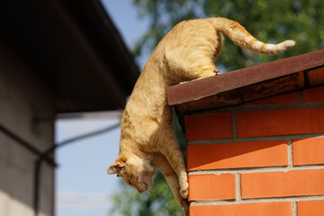 ginger cat is ready to jump from the rural roof.