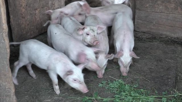 White pigs run out of the pen . Farming