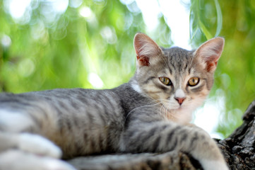 cat resting on a tree
