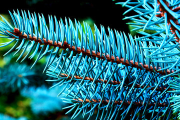 gałązka z drzewa iglastego © MaHubert