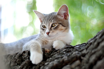 cat resting on a tree