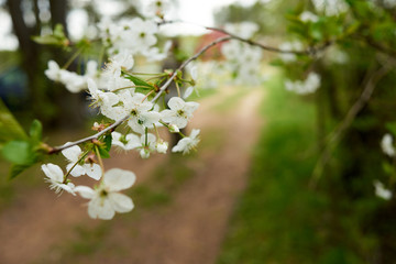 cherry tree blossom
