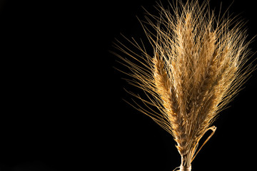 wheat ears isolated on black background