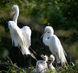 great white pelican