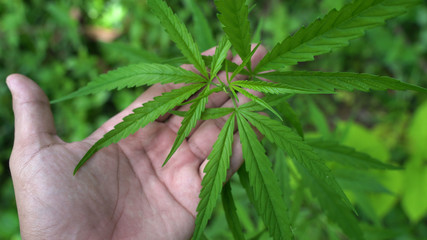 The man's hand is holding an adult cannabis plant with shoots and leaves. The surface of the cannabis plant at the outdoor cannabis farm Indoor marijuana plants that grow 