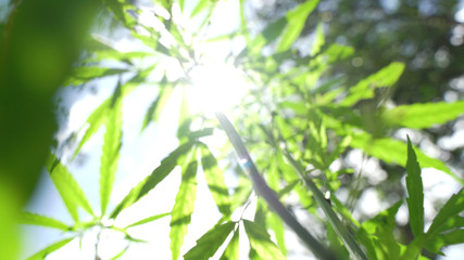 The man's hand is holding Mature Marijuana Plant with Bud and Leaves. Texture of Marijuana Plants at Outdoor Cannabis Farm. Cannabis Plants Growing Indoor with Big Marijuana Buds of Thailand.