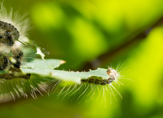 Fototapeta premium Nest oak processionary caterpillar (Thaumetopoea processionea) in an oak tree. Selective focus