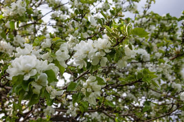 Branches of apple tree strewn with white fresh flowers