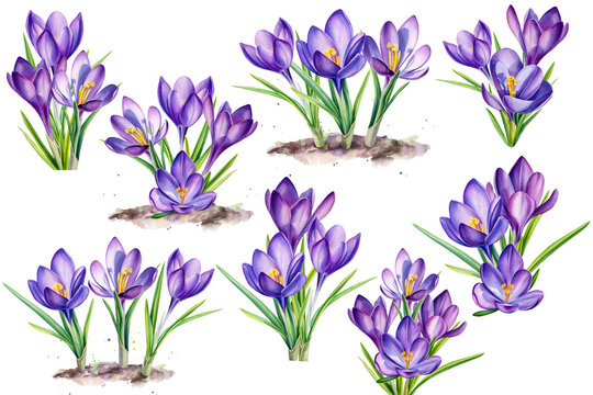 purple crocus flowers on an isolated white background, hand painted in watercolor, botanical illustration