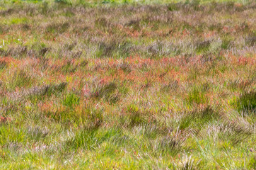 grass in the field