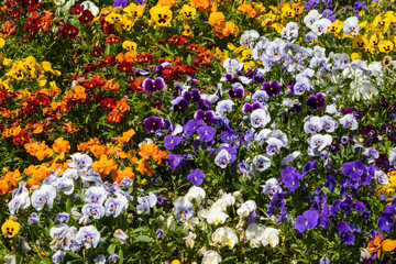 flowers in the garden