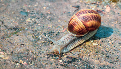 running snail