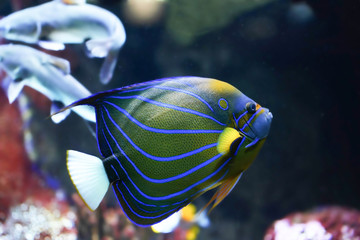 Fototapeta na wymiar Coral colorful fish - queen angelfish