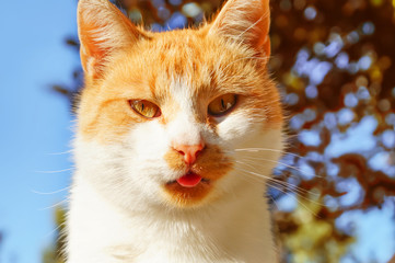 Ginger cat with pushed tongue