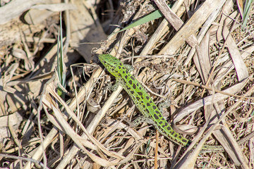 Sand Lizard in the grass.