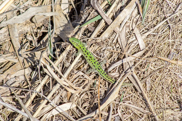 Sand Lizard in the grass.