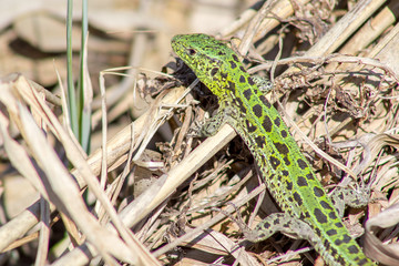 Sand Lizard in the grass.