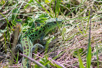 Sand Lizard in the grass.