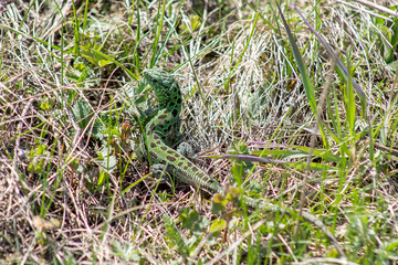 Sand Lizard in the grass.