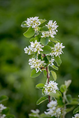 White blossoms of Amelanchier canadensis, serviceberry, shadberry or June berry tree on green background. 