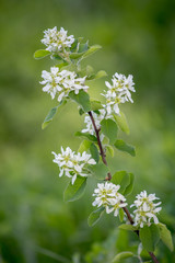 White blossoms of Amelanchier canadensis, serviceberry, shadberry or June berry tree on green background. 