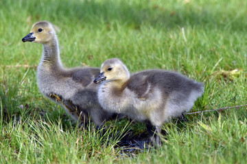Baby Canada Geese At Presque Isle state Park