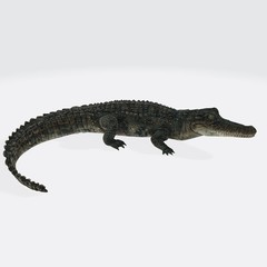 3d illustration of Alligator.