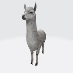 3d model of Alpaca. 3d illustration of standing white Alpaca.