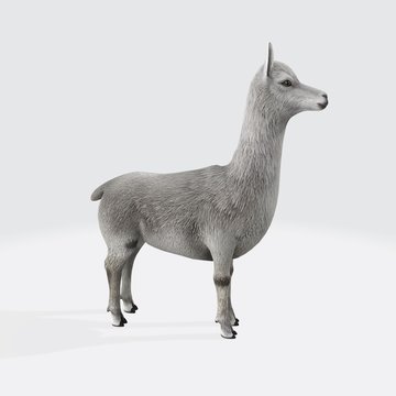 3d model of Alpaca. 3d illustration of standing white Alpaca.