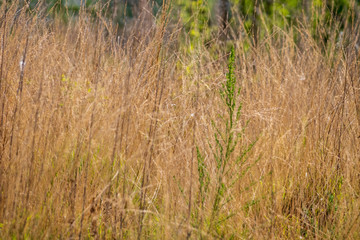 Fototapeta premium grass in the wild 