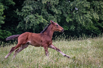 galoppierendes braunes Vollblutfohlen auf der Wiese