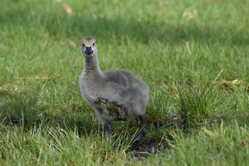 Fototapeta premium One Baby Canada Goose drinking At Presque Isle state Park