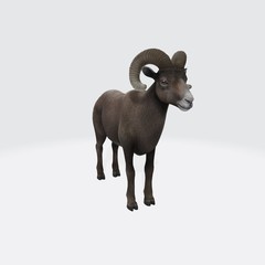 3d model of animal Ram. 3d illustration of Watchful male (ram) big horn sheep.