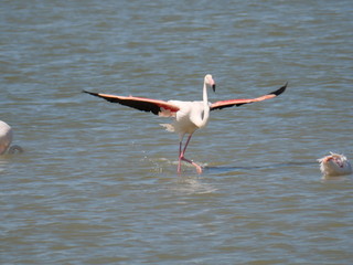 Pink Flamingo with open wings taking flight in the lagoon waters