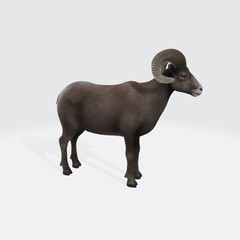 3d model of animal Ram. 3d illustration of Watchful male (ram) big horn sheep.