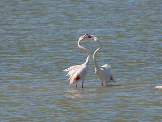 couple of Pink Flamingo fighting with their beaks in the water of the lagoon