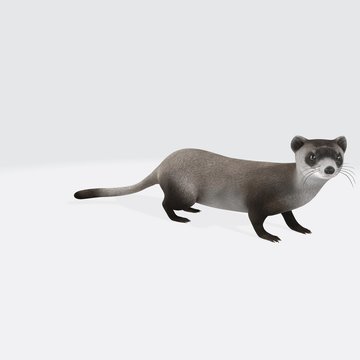 3d illustration of animal. 3d model of Weasel. 
