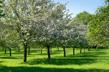 Fototapeta na wymiar A beautiful green orchard with pink apple blossom trees in Somerset.