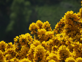 yellow flowers on blue sky Arthur Seat Edinburgh Scotland United Kingdom