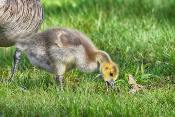 Baby Canada Goose eating at Presque Isle state Park