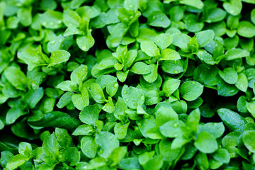 Green grass with drops of water