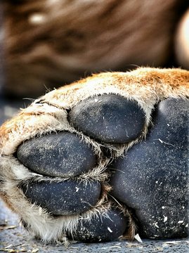 Close-up Of Lion Paw