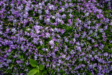 Fototapeta premium Emerald Blue Creeping Phlox - Purple flowering. Landscape design.