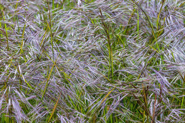 grass in the wild 