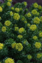 Rhodiola rosea