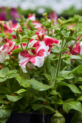 Many bright seedlings of flowers in plastic containers ready for planting on flowerbed in public park, selective focus
